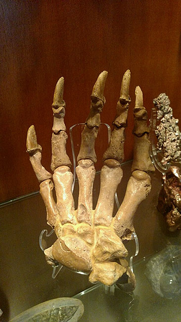 Ancient Cave Bear Claw